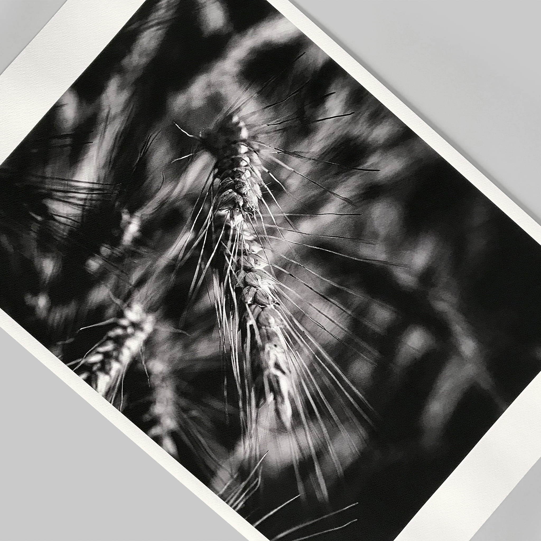 Giclee fine art print