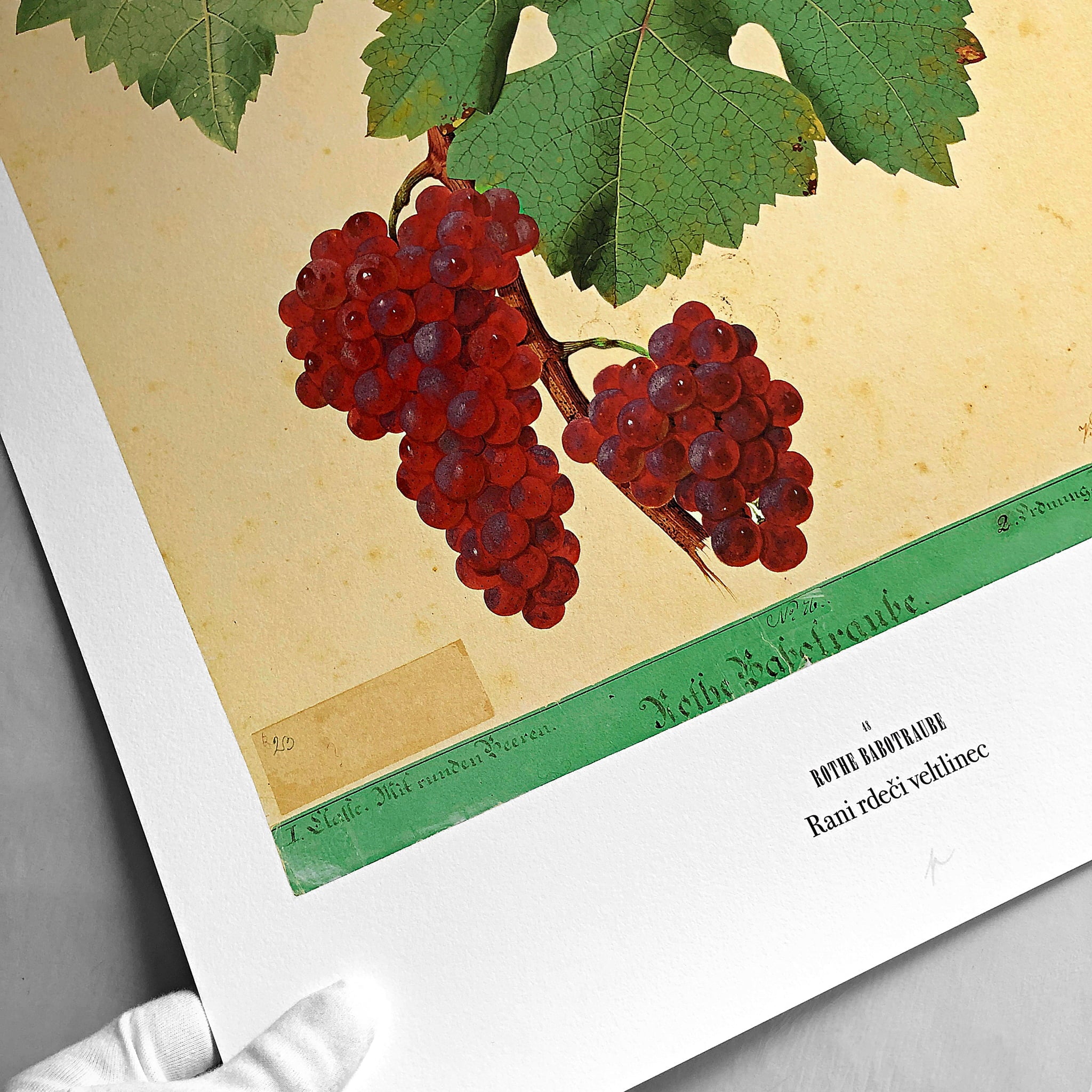 aGiclee fine art print